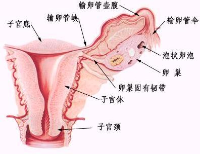 什么是子宫附件囊肿_和田妇产原因