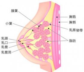 乳腺纤维瘤会遗传吗?