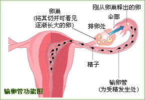 陇南不孕不育医院治疗输卵管不孕是怎么治的