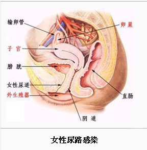 尿道病理解释图