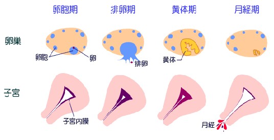 女性非经期少量出血是怎么回事?