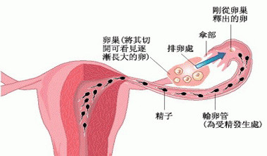 女性如何避免痛经症状