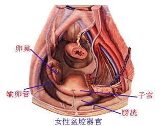 女性患了子宫内膜异位会癌变吗